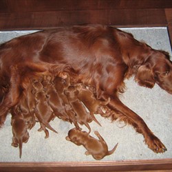 Cuccioli per pochi ma non per tutti